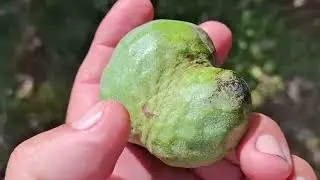 Harvesting abandoned Cherimoya (Annona cherimola) Plantation in Spain