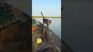 Watch Cats Do Nothing ｜ 何もしない猫を見る 2025-12-27 00:35:55