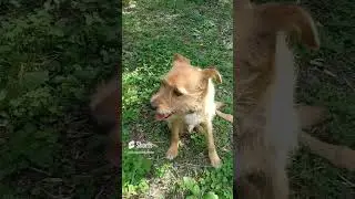 The inimitable Gavster  #funnyanimals #dog #dogs