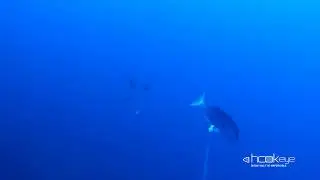 Snapper bite with Hook-Eye Sport Fishing Action Camera