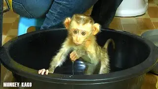 Cute Baby | Tiny Monkey Nina Taking A Bath In Black Bowl Routine