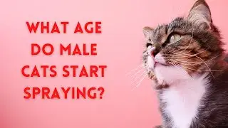 What Age Do Male Cats Start Spraying