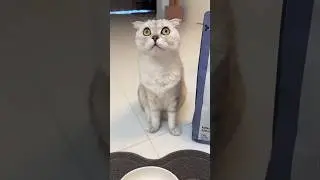 Sonya ki pasand spasht thee🥲 #cat #cats #viralvideos #viral #catlovers #ytshort #animals