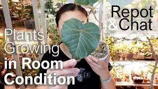 Repot & Chat + Plants Growing in Room Condition