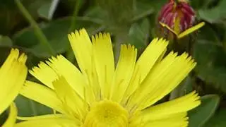Hawkweed - Pilosella officinarum - T&aacute;gaf&iacute;fill - Villijurtir - Sumarbl&oacute;m