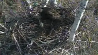 12 11 13 Turtle Bay, Turkey vulture gets chased off nest