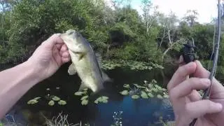 Florida Everglades MULTI SPECIES Fishing Challenge!!