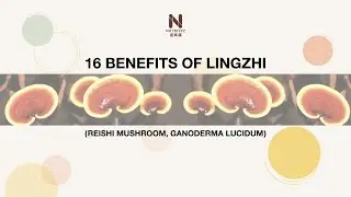 16 Benefits Of Lingzhi(Ganoderma Lucidum, Reishi Mushroom)