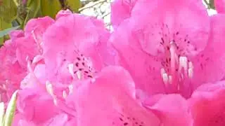 Pink flowers -  Rhododendron - Lyngr&oacute;s - Bl&oacute;mstrandi runni - Bleik bl&oacute;m