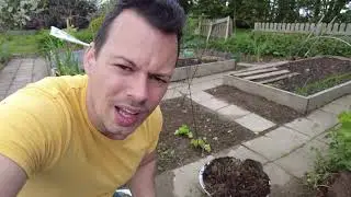 Dahlien im Gemüsegarten, Upcycling für Beschriftungsschilder ,Gewächshaus und Kaninchen