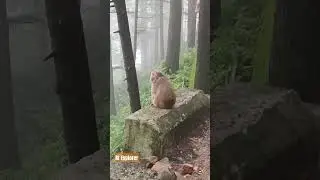 #monkey #mountains #wildlife #jungle #nature #happy #peacefull #animals #love #walk #youtubeshorts