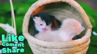 Cat Ear Problems &mdash; Ear Mites & Infections...... #CatEarCare #EarMites #CatInfection 