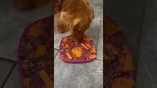 West Paw feast mat - slow feeder / lick mat for dogs