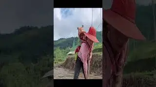 Amazing Rice Field Transformation In Minutes!