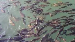 EDESSA  _ Pool of Sacred Fish - Armenian Mesopotamia (Anitour)