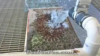 Silk Oriental Carpet Urine Odor Removal using The Dead Sea Minerals | By PetPeePee Company