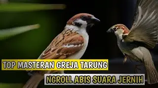 Masteran greja tarung nyrecet panjang | suara jernih Greja tarung#grejatarung#burunggreja#burung