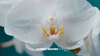 Masters of Camouflage: Nature&rsquo;s Invisible Hunters!