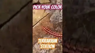 Rare Exotic Dragon Millipede |Thailand Millipede Species | Bioactive Cleanup Crew |Terrarium Station