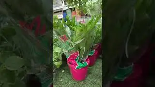 Comprei plantas na Leroy Merlin | Garimpo do Vlad  #garimpodovlad  #achados  #sp #compras #plantas