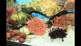 Update 6 - NEW SPIDER AND ANEMONES - Native Norwegian cold water marine tank (180L)