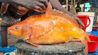 ​Giant Fish Cutting Skills: Amazing 25kg Katla Fish Cleaning in Local Market