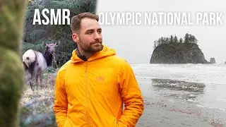 ASMR Hiking Hoh Rain Forest and La Push Beach in Olympic National Park