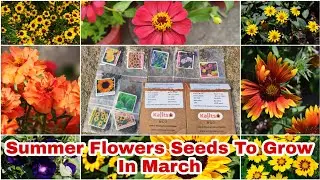 Summer Flowers Seeds To Grow In March//मार्च के महीने मे लगाएं इन खूबसूरत गर्मी के फूल