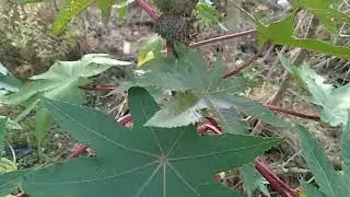 अरंडी / अंडी /अरंड  ( Caster plant ) की पहचान और फायदे |