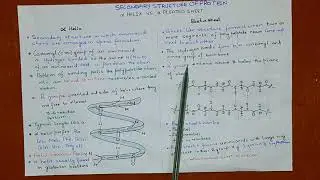 difference between alpha helix and beta pleated sheet