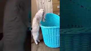 Adorable Moment: Baby Cat Snuggles Up in a Bucket. #BabyCat #Bucket #CatSnuggles #PetVideos