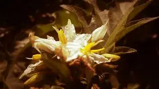 Video Test ( Huawei Ascend Mate 7 TL10) 2020