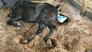 TWH MARE GIVING BIRTH