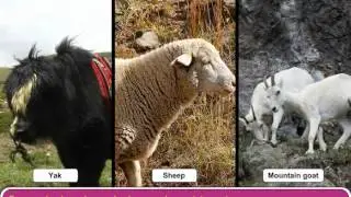 Animals that live on Mountains