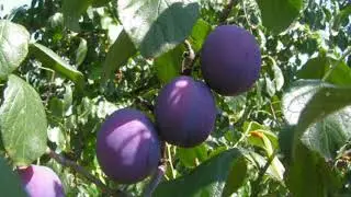 In August multiple varieties of plum is baked