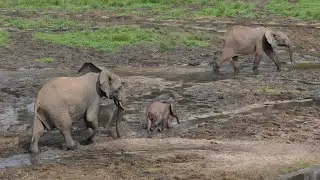 Central African Republic - Elephants in Dzanga-Sangha