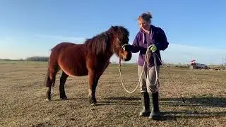 Basic groundwork & getting a horses respect. #Horse #hucul #horsetraining #Naturalhorsemanship￼