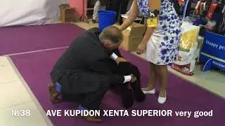 National championship Kerry blue terrier 2019, Moscow, Ron Ramsay, females