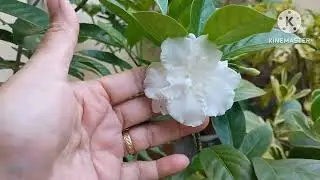 PLANTAS, DO MEU JARDIM, QUE DÃO FLORES EM JANEIRO, LINDAS!