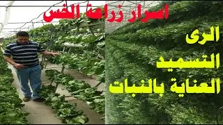 زراعة الخس في المنزل | زراعة الخس الكابوتشي | معلومات مهمة جدا طريقة الرى والتسميد والعناية بالنبات