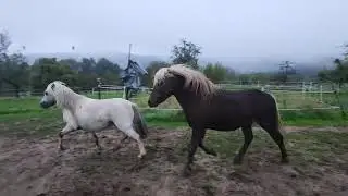 Die Pony Hengste Ori und Final haben dem Dauerregen getrotzt #pferde #pony