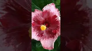 Hibiscus flowers are symbol of purity auspicious and devotion to God #shorts #shortsfeed #shortvideo