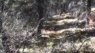 Hunting Grande Cache in 2014 - October