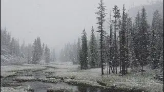 (FREE) Icytwat x Lordfubu x Cloud rap type beat - Forest (Prod. $undown)
