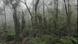 Drone shot of misty forest, Monga National Park, New South Wales, Australia, 2019
