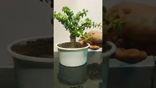 🌱 30 सेकेंड में जेड का बोनसाई तैयार करें | How to Make Jade Bonsai in 30 Second 🍃 #viral #shorts
