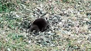 Northern Short-tailed Shrew (Blarina brevicauda)