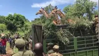 Giraffe translocation  with Adventure Consults.