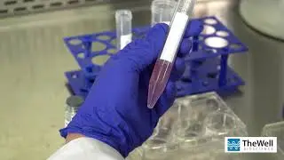 HEK293 3D Suspension Culture with VitroGel HEK293