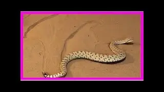 Sidewinder robots slither like snakes